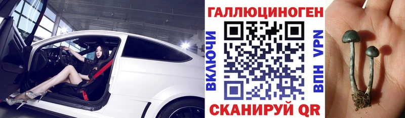 Галлюциногенные грибы Psilocybine cubensis  Буйнакск 